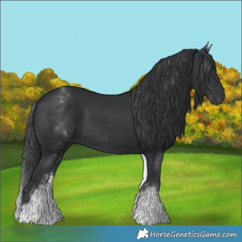 Horse Color:White Spotted Black