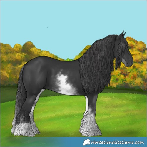 Horse Color:White Spotted Black 