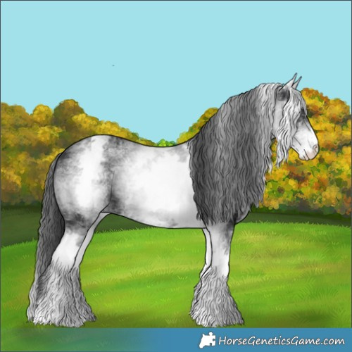Horse Color:White Spotted Black 