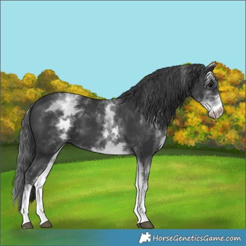 Horse Color:White Spotted Black