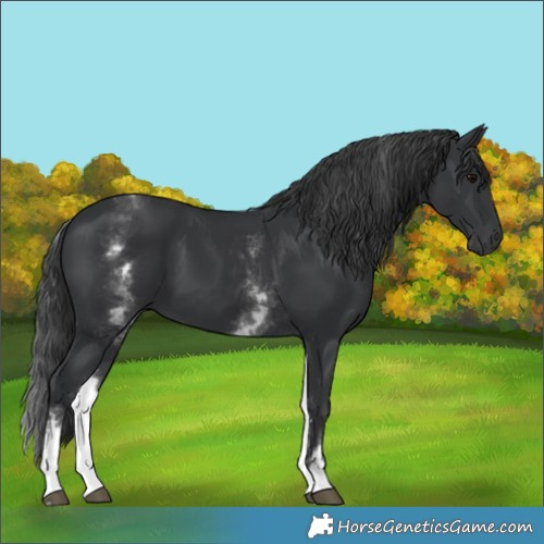 Horse Color:White Spotted Black 
