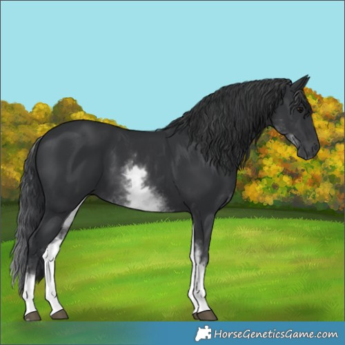 Horse Color:White Spotted Black 