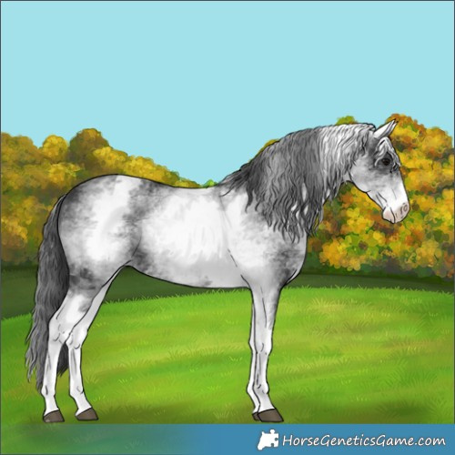 Horse Color:White Spotted Black 