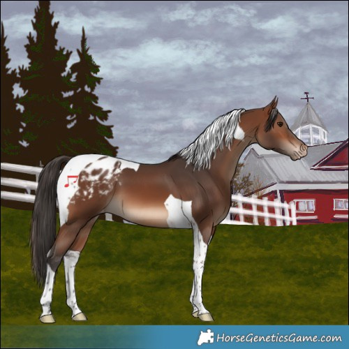 Horse Color:Brown Tobiano Blanket 