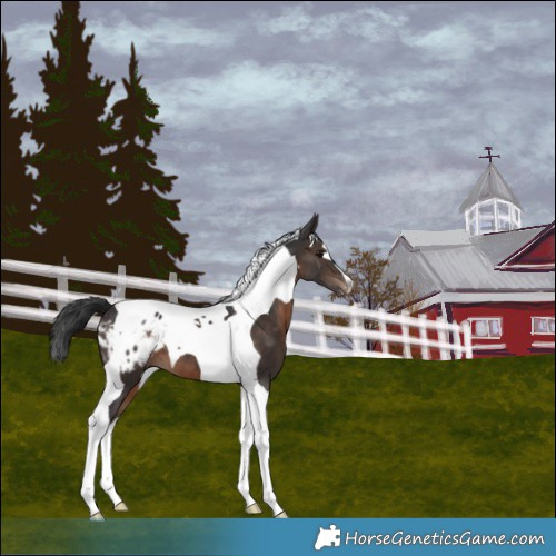 Horse Color:Brown Tobiano Blanket 