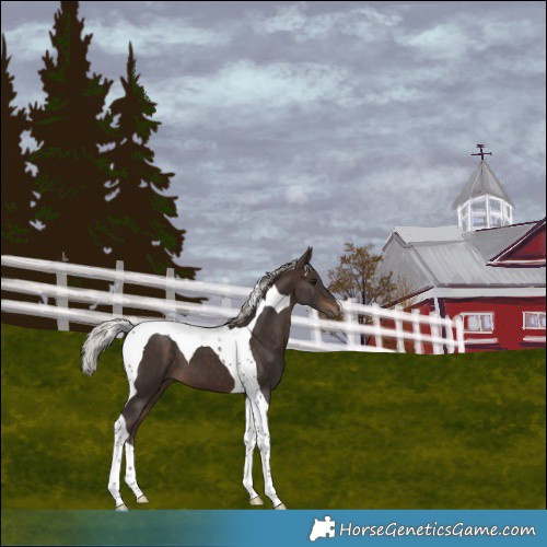 Horse Color:Silver Brown Tobiano