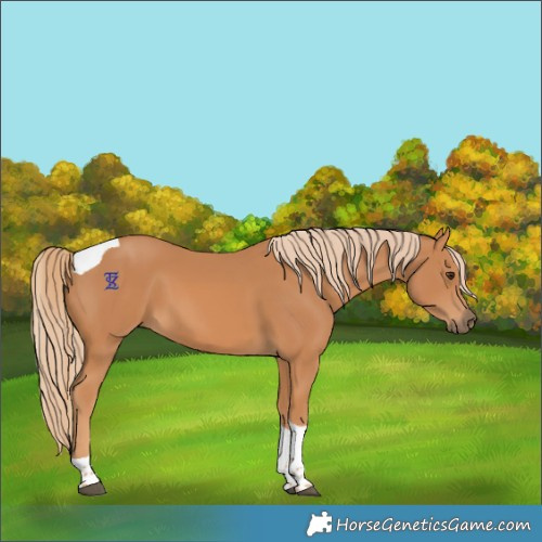 Horse Color:Chestnut Tobiano Rabicano
