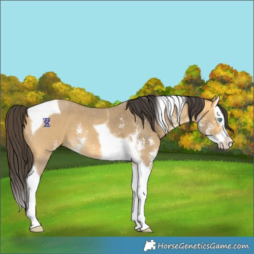 Horse Color:Buckskin Sabino Splash Tobiano 