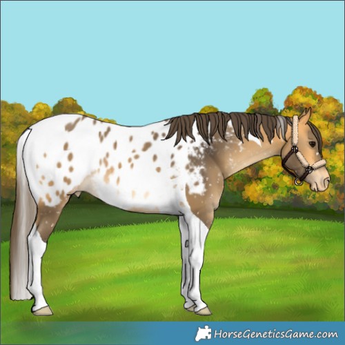 Horse Color:Buckskin Tobiano Blanket Rabicano 