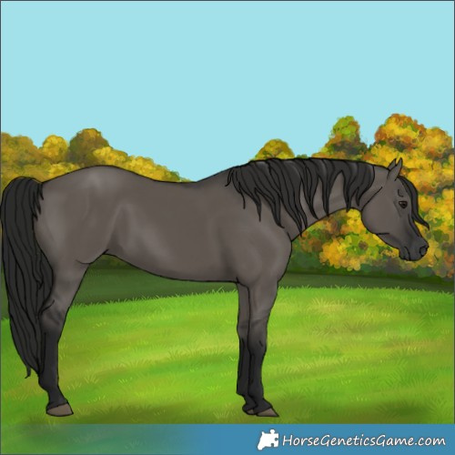 Horse Color:Gray Grullo 