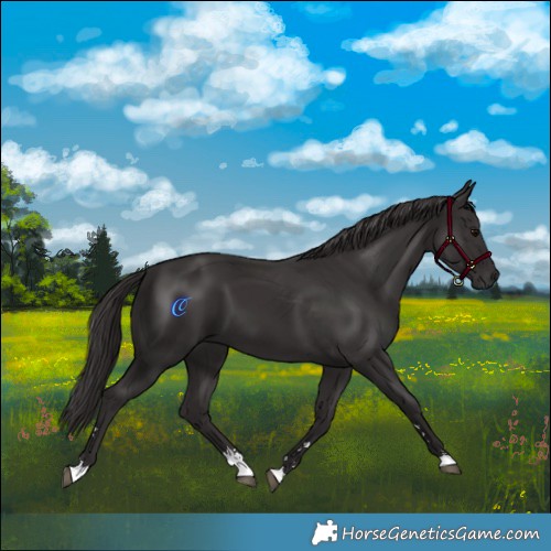 Horse Color:Smoky Black