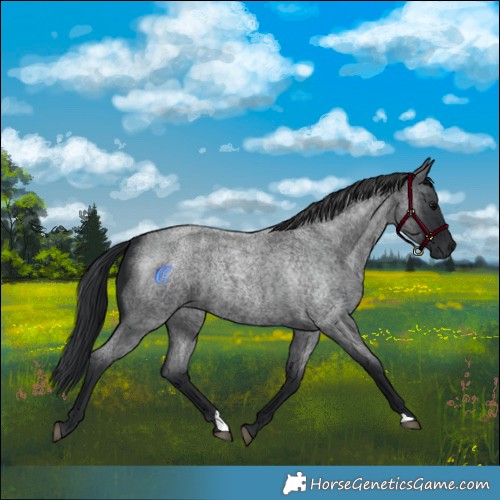 Horse Color:Blue Roan