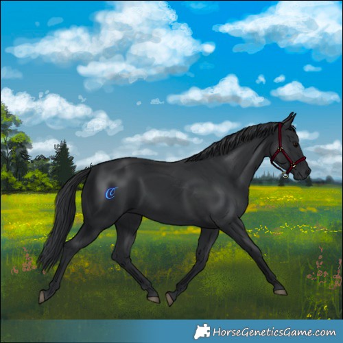 Horse Color:Black 