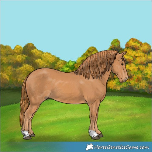 Horse Color:Chestnut 
