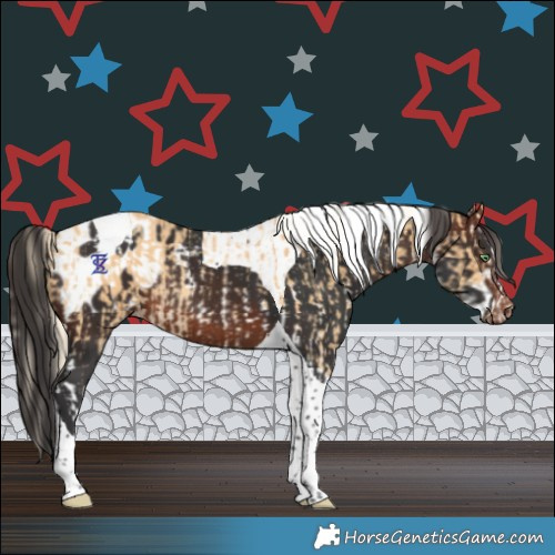 Horse Color:Gold Cream Champagne Sabino Tobiano Rabicano and Brown Tobiano Blanket Rabicano