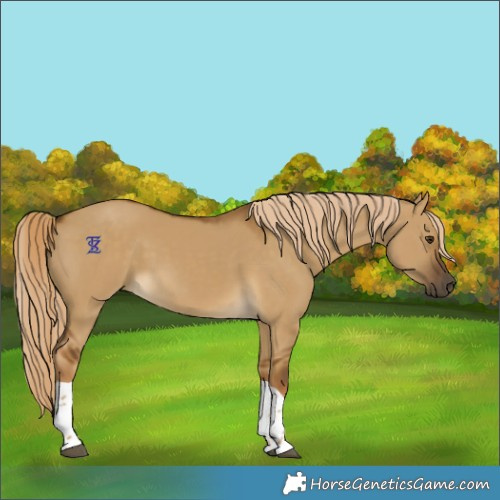 Horse Color:Chocolate Palomino Dun Tobiano Rabicano 