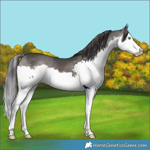 Horse Color:Black Splash
