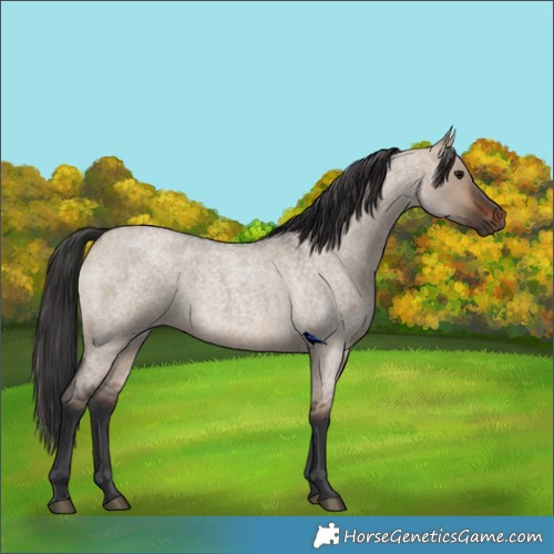 Horse Color:Brown Roan Dun