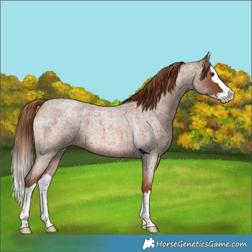 Horse Color:Red Roan Splash