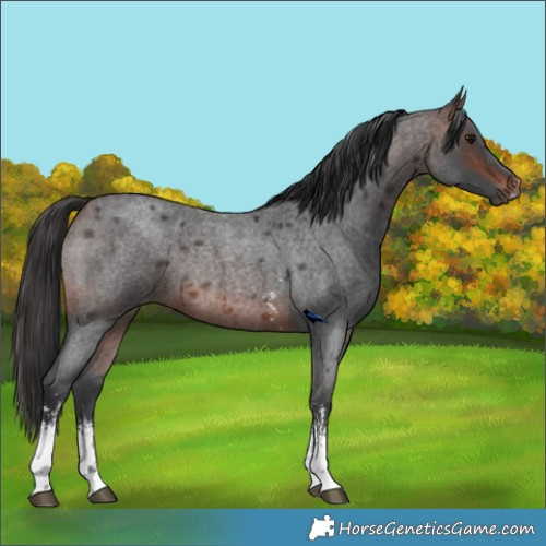 Horse Color:Brown Roan Sabino Rabicano 