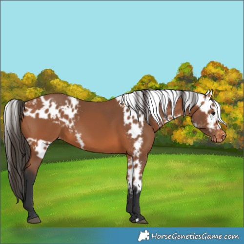 Horse Color:Bay Skewed LP Spotted 