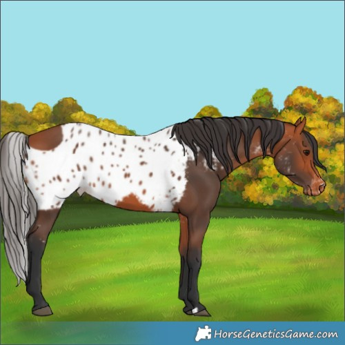 Horse Color:Bay Skewed LP Spotted 