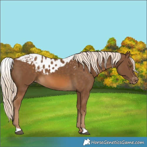 Horse Color:Chocolate Palomino Skewed LP Spotted 