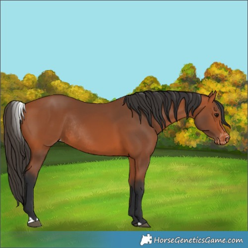 Horse Color:Bay Skewed LP Spotted Rabicano 