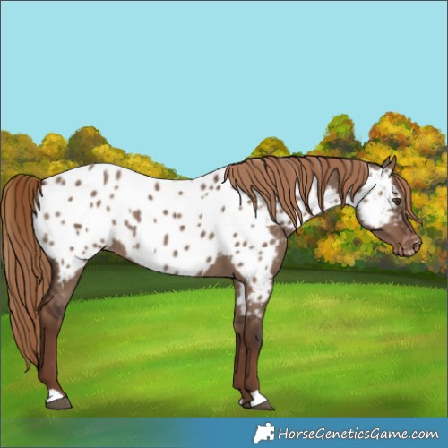 Horse Color:Liver Red Dun Near Leopard Rabicano
