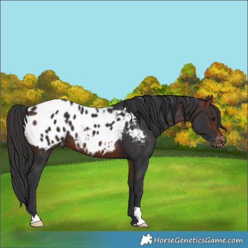 Horse Color:Brown Blanket 