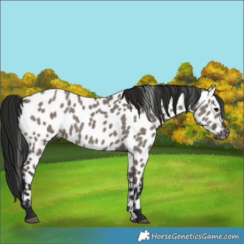 Horse Color:Gray Grullo Near Leopard 