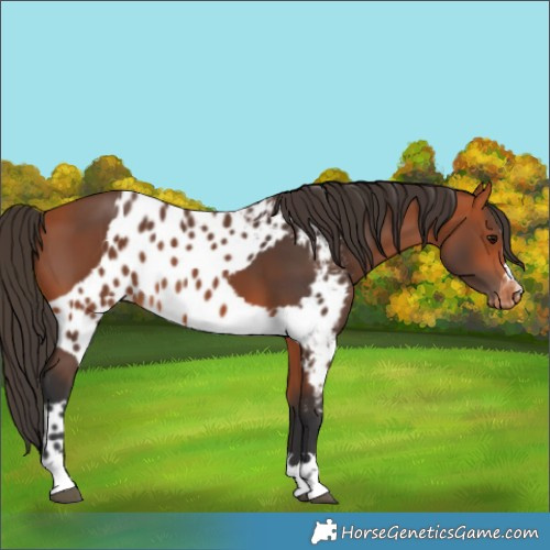 Horse Color:Bay Skewed LP Spotted 