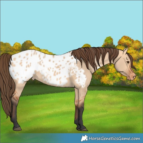 Horse Color:Bay Dun Blanket Rabicano 
