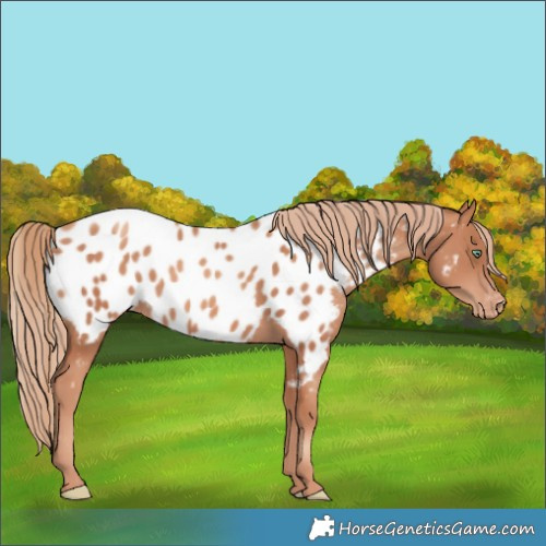 Horse Color:Gold Champagne Near Leopard Rabicano