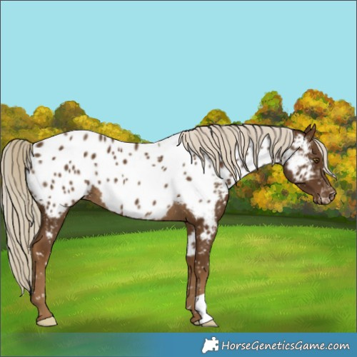 Horse Color:Chocolate Palomino Near Leopard Rabicano 