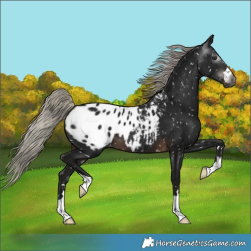 Horse Color:Gray Silver Brown Blanket 