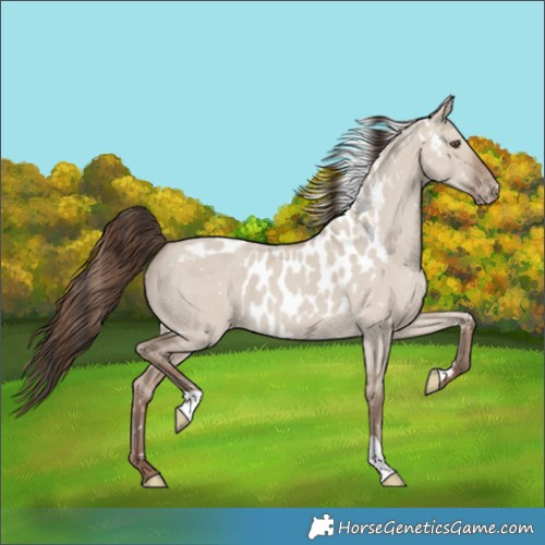Horse Color:Classic Champagne Dun Skewed LP Spotted 
