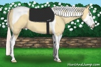 Horse Color:Silver Classic Champagne Dun Splash Tobiano 