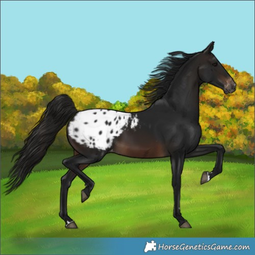 Horse Color:Gray Brown Blanket 