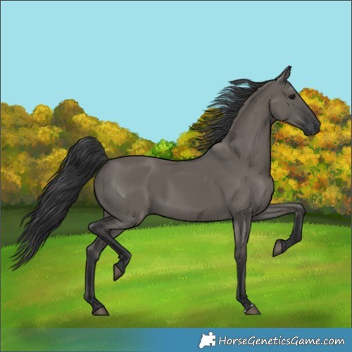 Horse Color:Grullo