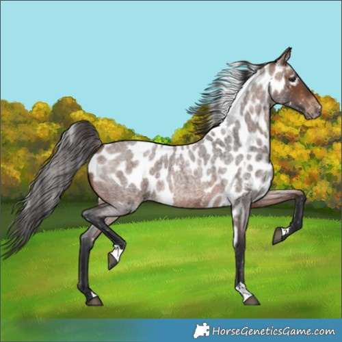 Horse Color:Brown Roan Skewed LP Spotted