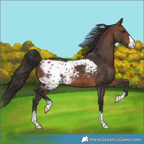 Horse Color:Brown Skewed LP Spotted 
