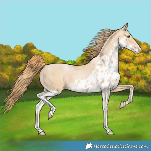 Horse Color:Smoky Black Pearl Skewed LP Spotted 