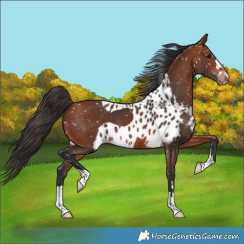 Horse Color:Bay Skewed LP Spotted