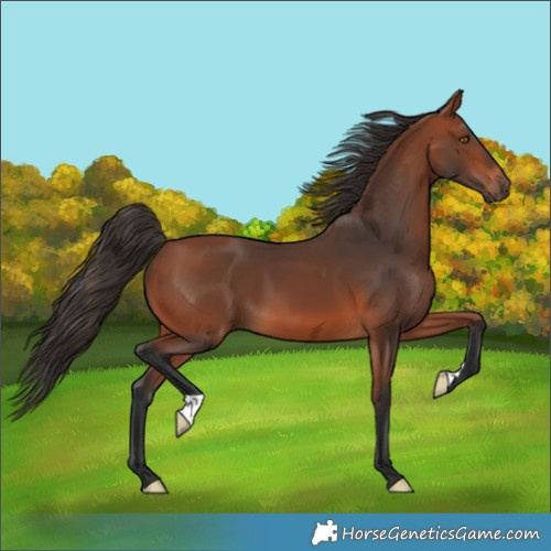 Horse Color:Bay 