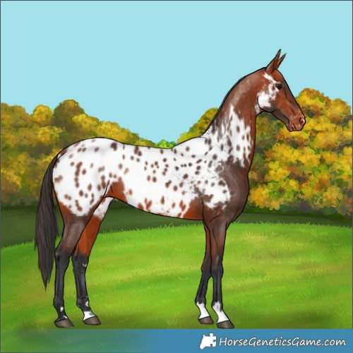 Horse Color:Bay Near Leopard Rabicano 