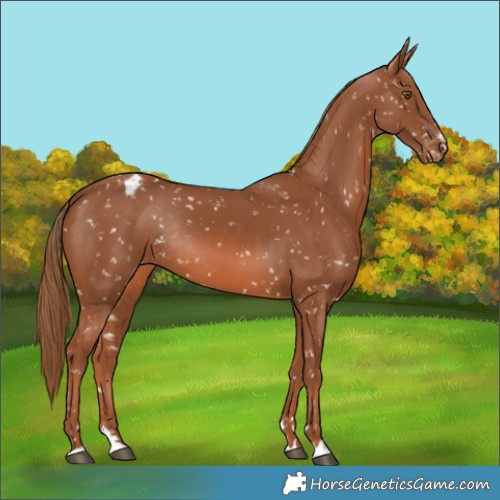 Horse Color:Chestnut Snowflake Varnish Rabicano 