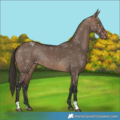 Horse Color:Brown Dun Snowflake Varnish