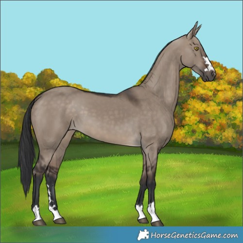 Horse Color:Brown Dun 