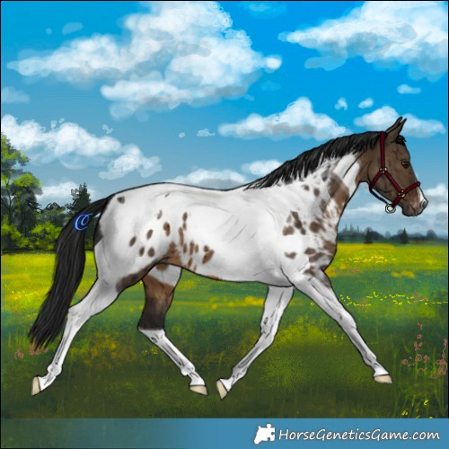 Horse Color:Gray Brown Dun Tobiano Blanket Brindle